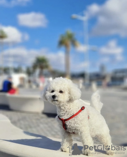 Photo №1. bichon à poil frisé - à vendre en ville de New york | 568€ | Annonce №102948