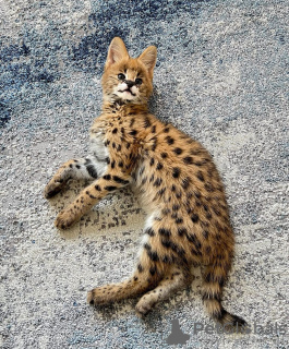 Photos supplémentaires: chatons serval