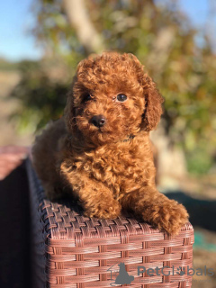 Photo №1. caniche (jouet) - à vendre en ville de Graz | Gratuit | Annonce №126101