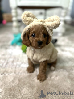 Photo №1. cavalier king charles spaniel - à vendre en ville de El Paso | négocié | Annonce №154339