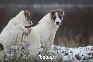 Photos supplémentaires: Chiots de haute race du berger d'Asie centrale