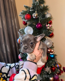 Photo №2 de l'annonce № 173374 de la vente chien bâtard - acheter à La finlande annonce privée