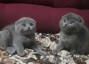 Photo №2 de l'annonce № 106790 de la vente scottish fold - acheter à République Tchèque 