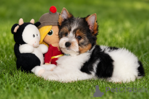 Photo №4. Je vais vendre biewer yorkshire terrier en ville de Balykesir. éleveur - prix - 291€