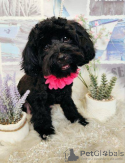 Photo №2 de l'annonce № 115270 de la vente caniche (jouet) - acheter à Pologne éleveur