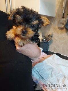 Photo №1. yorkshire terrier - à vendre en ville de Aachen | 265€ | Annonce №119354