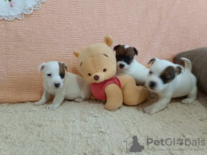 Photo №1. jack russell terrier - à vendre en ville de Kruševac | 100€ | Annonce №125766