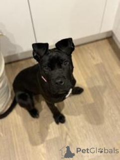 Photo №3. chiot cane corso femelle. USA