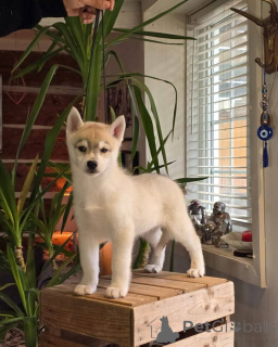 Photo №1. husky de sibérie - à vendre en ville de Gijón | Gratuit | Annonce №145313