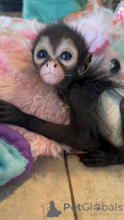 Photo №1. maine coon - à vendre en ville de Baienfurt | négocié | Annonce № 161291