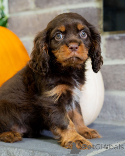 Photo №2 de l'annonce № 157216 de la vente cavalier king charles spaniel - acheter à Suède annonce privée