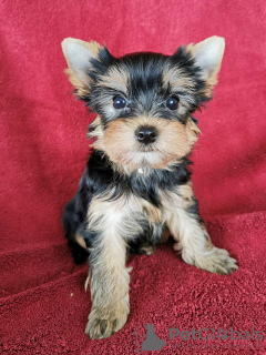 Photo №2 de l'annonce № 77737 de la vente yorkshire terrier - acheter à République Tchèque annonce privée