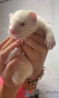 Photo №1.  - à vendre en ville de Dornbirn | 50€ | Annonce № 143772