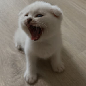 Photo №2 de l'annonce № 6509 de la vente scottish fold - acheter à Fédération de Russie annonce privée