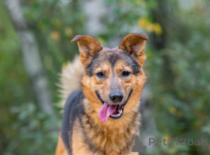 Photo №1. chien bâtard - à vendre en ville de Rivière moscou | Gratuit | Annonce №156551