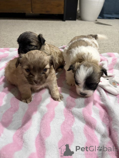 Photo №3. Malteser-Shih-Tzu-Welpen zu verkaufen.. Allemagne