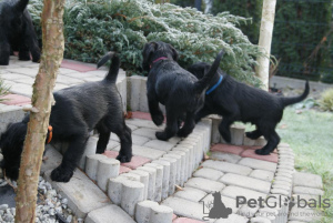 Photos supplémentaires: Schnauzer moyen chiots de pedigree FCI noir