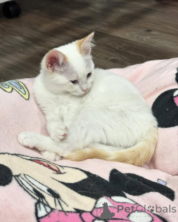 Photo №2 de l'annonce № 150626 de la vente chat de gouttière - acheter à Allemagne de l'abri, éleveur