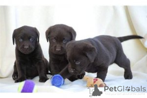 Photo №1. labrador retriever - à vendre en ville de Anvers | Gratuit | Annonce №165256