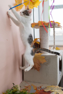 Photos supplémentaires: Le chaton Dashka est un enfant affectueux et joyeux à la recherche d'un foyer !