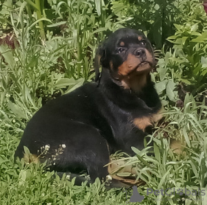 Photo №1. rottweiler - à vendre en ville de Chelyabinsk | 616€ | Annonce №109506