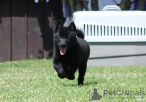 Photos supplémentaires: Schipperke