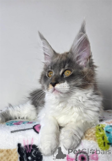 Photo №1. maine coon - à vendre en ville de Darmstadt | 350€ | Annonce № 153575