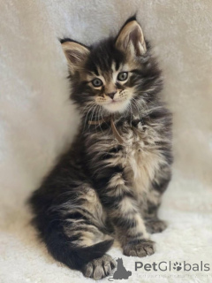 Photo №2 de l'annonce № 145309 de la vente maine coon - acheter à Allemagne annonce privée