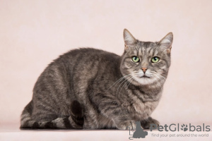 Photos supplémentaires: Kitty Martha cherche une maison.