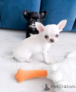Photo №1. chihuahua - à vendre en ville de Helsinki | 450€ | Annonce №165348