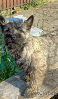 Photo №2 de l'annonce № 156660 de la vente cairn terrier - acheter à Serbie 