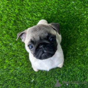 Photo №3. Chiots de carlin prêt à rentrer à la maison. USA