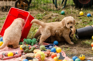 Photo №4. Je vais vendre golden retriever en ville de Gerardsbergen. annonce privée - prix - 500€