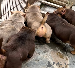 Photo №4. Je vais vendre  en ville de Bremen. annonce privée, éleveur - prix - 7800€