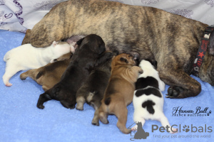 Photos supplémentaires: Chiots bouledogue français, RKF