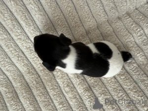 Photo №2 de l'annonce № 145995 de la vente jack russell terrier - acheter à Georgia éleveur