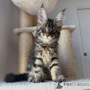 Photo №2 de l'annonce № 171097 de la vente maine coon - acheter à Suède éleveur