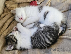 Photo №1. american shorthair - à vendre en ville de Espoo | négocié | Annonce № 170118