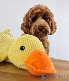 Photo №2 de l'annonce № 157667 de la vente labradoodle - acheter à Allemagne annonce privée