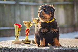 Photo №1. rottweiler - à vendre en ville de Minsk | 473€ | Annonce №42474