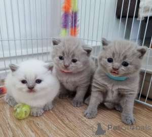 Photo №1. british shorthair - à vendre en ville de Dalsbruk | négocié | Annonce № 162061