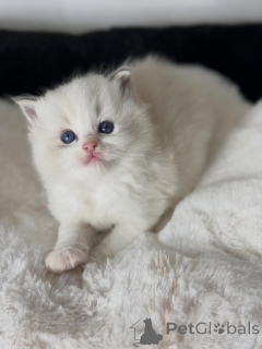 Photo №4. Je vais vendre ragdoll en ville de Amsterdamscheveld. éleveur - prix - négocié