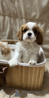 Photo №2 de l'annonce № 164753 de la vente cavalier king charles spaniel - acheter à Serbie éleveur