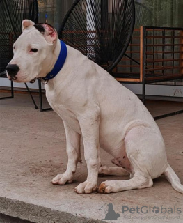 Photos supplémentaires: Chiots Dogue Argentin