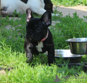 Photo №4. Je vais vendre bouledogue en ville de Москва. de la fourrière - prix - négocié