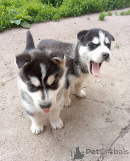 Photo №1. husky de sibérie - à vendre en ville de Kazan | 65€ | Annonce №144169