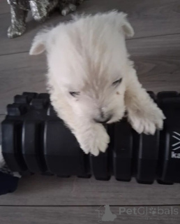 Photo №4. Je vais vendre west highland white terrier en ville de Belfast.  - prix - 339€