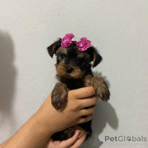 Photo №1. yorkshire terrier - à vendre en ville de Železná Ruda | 300€ | Annonce №174643