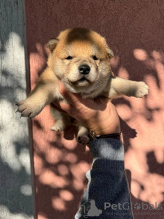 Photo №1. shiba - à vendre en ville de Vladičin Han | négocié | Annonce №122564