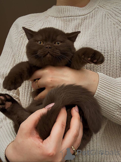 Photo №3. Le British Shorthair Beauté intemporelle, âme douce. Allemagne